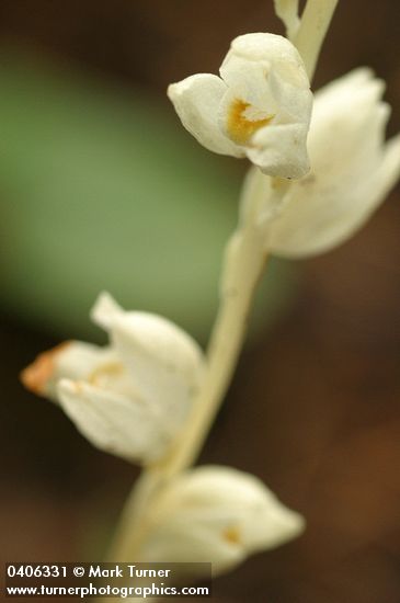 Cephalanthera austiniae