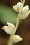 Phantom Orchid blossoms