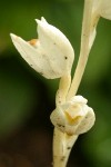 Phantom Orchid blossoms detail