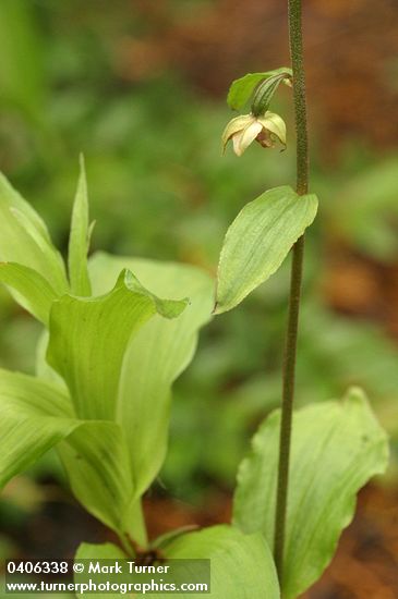 Epipactis helleborine