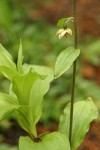 Helleborine