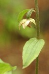 Helleborine blossom & foliage detail