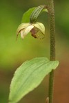 Helleborine blossom & foliage detail