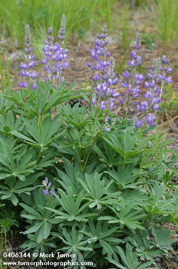 Lupinus burkei ssp. burkei (L. polyphyllus var. burkei)