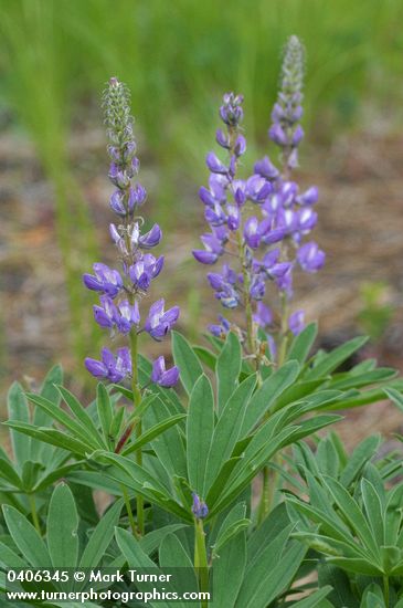 Lupinus burkei ssp. burkei (L. polyphyllus var. burkei)