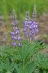 Large-leaved Lupine blossoms & foliage