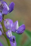Large-leaved Lupine blossoms extreme detail