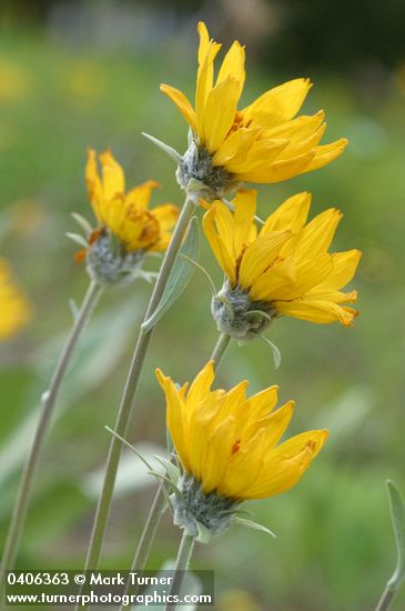 Balsamorhiza sagittata