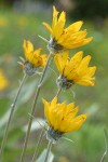 Arrow-leaved Balsamroot blossoms detail