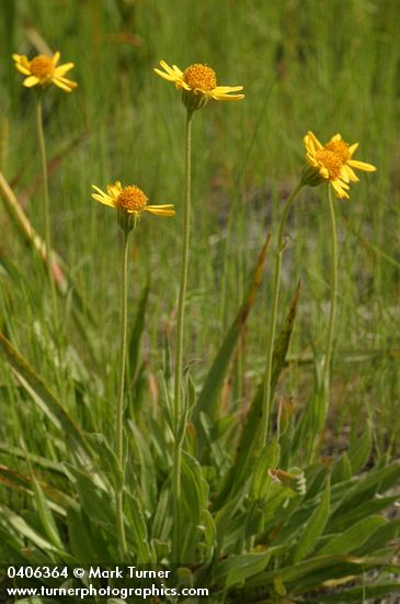 Arnica sororia