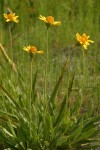 Foothills Arnica