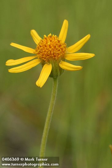 Arnica sororia