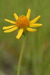 Foothills Arnica blossom detail