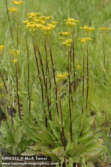 Senecio hydrophiloides (S. foetidus)