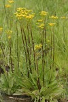 Sweet Marsh Groundsel