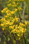 Sweet Marsh Groundsel blossoms