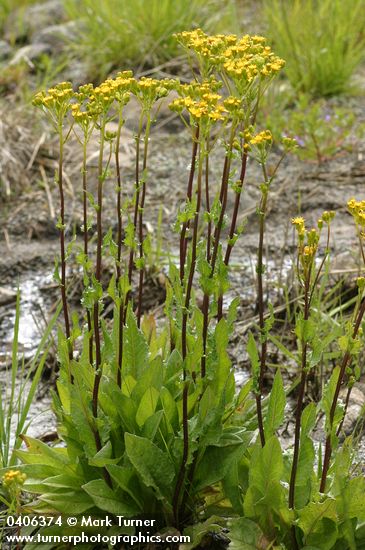 Senecio hydrophiloides (S. foetidus)