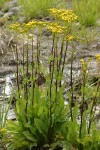 Sweet Marsh Groundsel