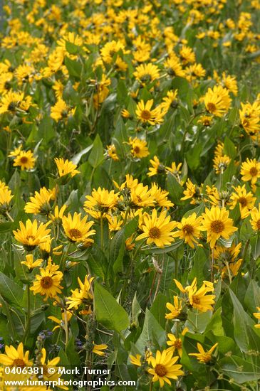 Wyethia amplexicaulis