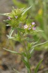 Narrow-leaved Collomia