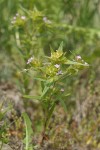 Narrow-leaved Collomia