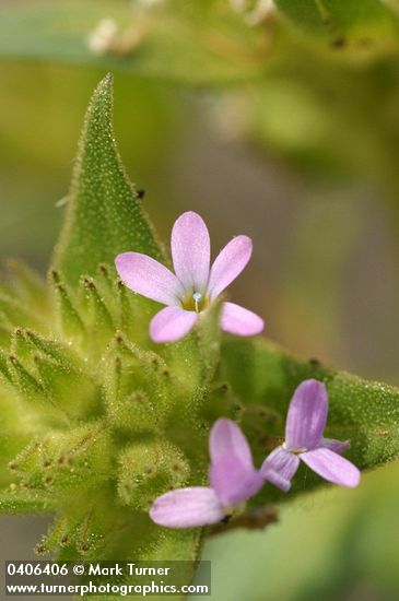 Collomia linearis