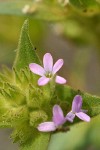 Narrow-leaved Collomia blossom detail