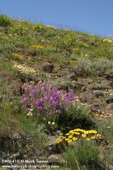 Penstemon gairdneri; Erigeron linearis