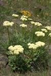 Heart-leaf Buckwheat