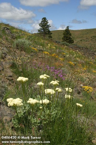 Eriogonum compositum