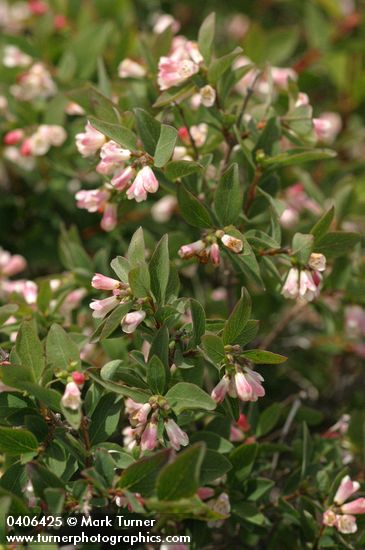 Symphoricarpos oreophilus