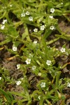 Scouler's Popcorn Flower