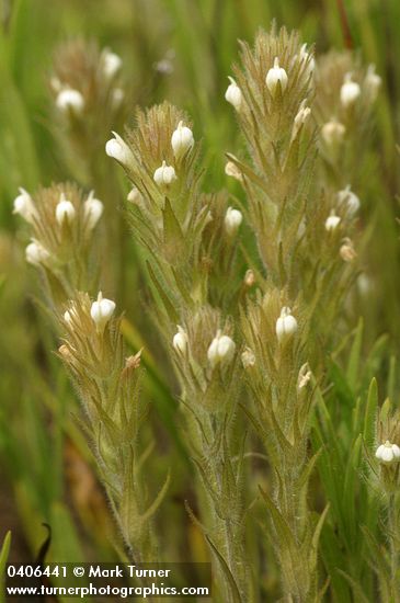 Castilleja tenuis (Orthocarpus hispidus)