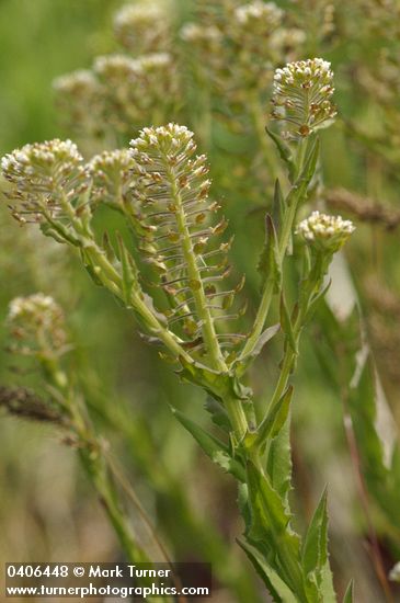 Lepidium campestre