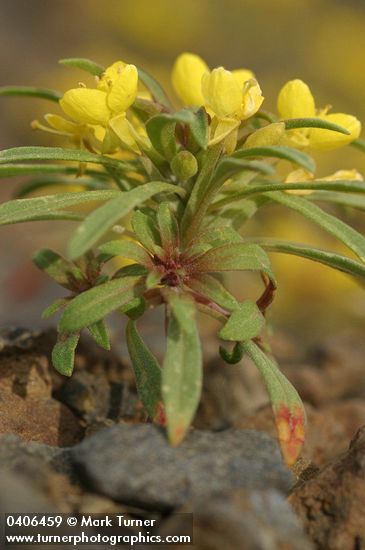 Camissonia andina