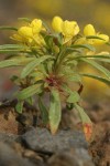 Obscure Evening Primrose