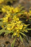 Obscure Evening Primrose