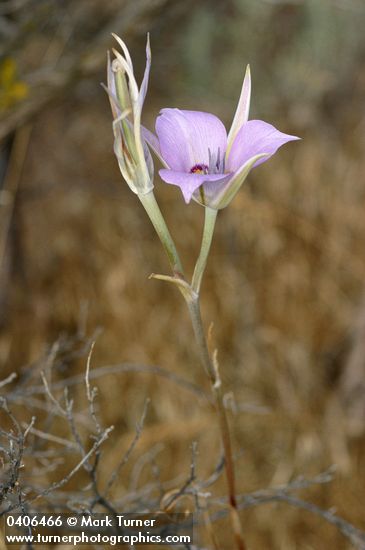 Calochortus macrocarpus