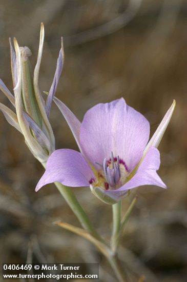 Calochortus macrocarpus