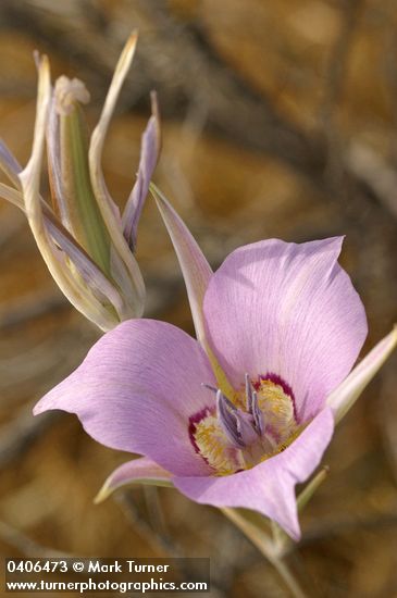 Sagebrush Mariposa Lily