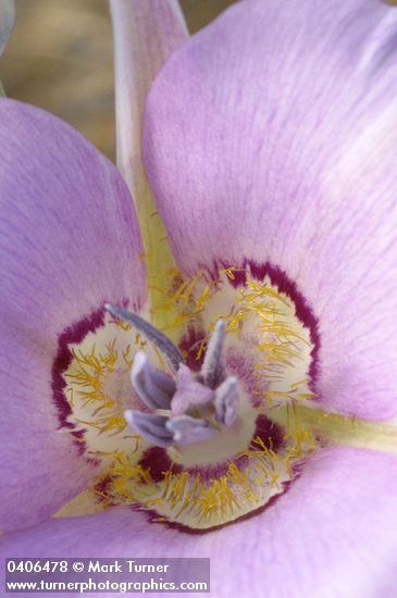 Calochortus macrocarpus