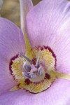Sagebrush Mariposa Lily blossom detail