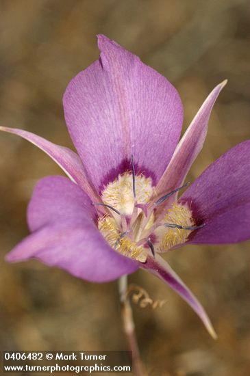 Calochortus macrocarpus