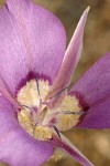 Sagebrush Mariposa Lily blossom detail