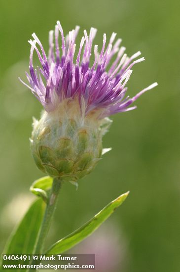 Acroptilon repens (Centaurea repens)