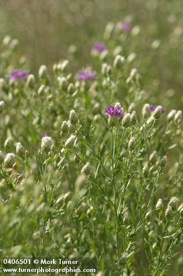 Acroptilon repens (Centaurea repens)