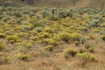 Round-headed Desert Buckwheat among Sagebrush