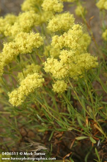 Eriogonum sphaerocephalum