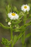 Philadelphia Fleabane blossoms & foliage