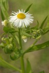 Philadelphia Fleabane blossom & foliage detail